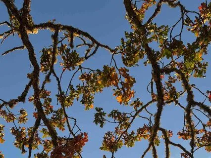 Finding Trust In Uncertainty