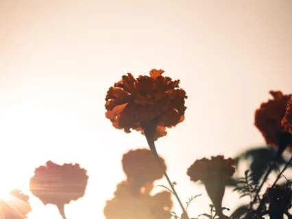 Finding Wholeness Through Vulnerability - Meditation