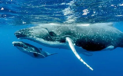 Finding Wisdom (Meditation Sleep Story With SFX)