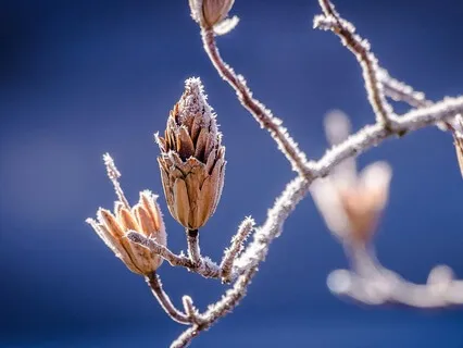 Finding Your Calm Over The Holidays