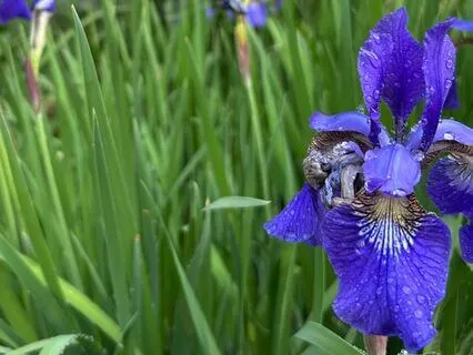 Finding Your Capacity: A Micropractice Around Grief