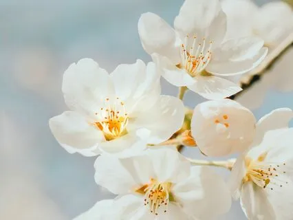 Finding Your Center In Uncertainty