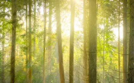 Finding Your Center Of Beingness