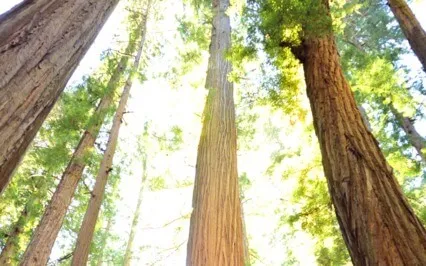 Finding Your Centre Of Beingness (Affirmation Only No Music)