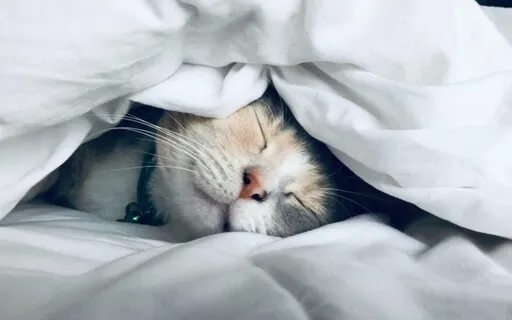 Finding Your Hygge: The Nordic Art Of Coziness (Recording)