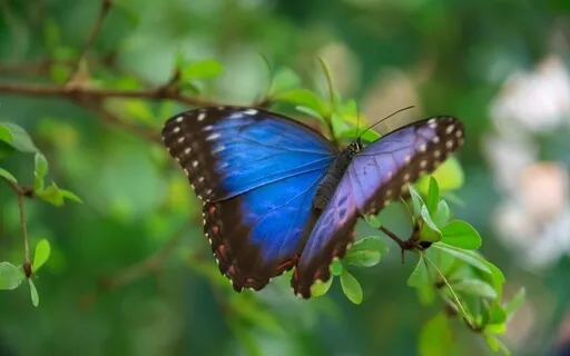 Finding Your Inner Voice Meditation