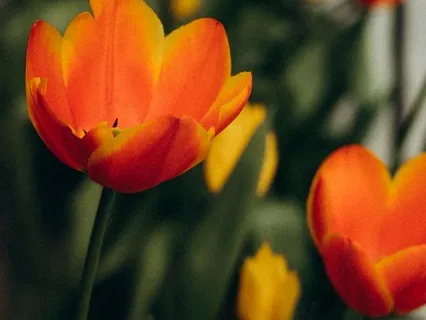 Finding Your Path, In Nature And Life - March 06