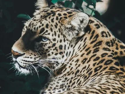 Finding Your Power: Gossip And Presence • Phoenix Protocol