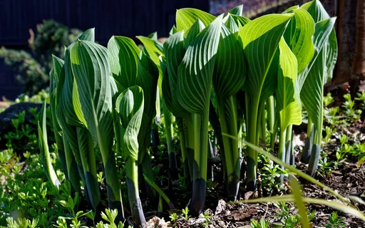 Finding Your Presence (No Music)