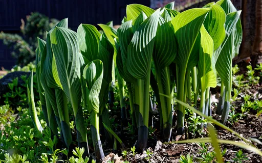 Finding Your Presence (With Music)