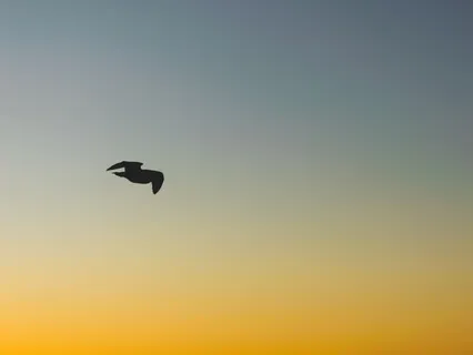 Finding Your Purpose