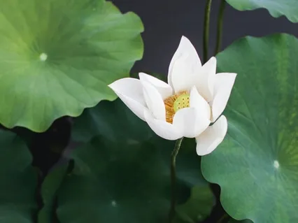 Finding Your Purpose 