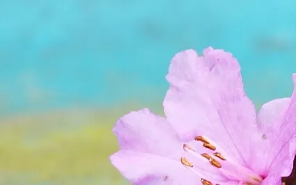 Finding Your Truth…A Throat Chakra Meditation