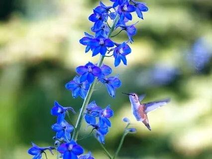 Finding Your Voice -Throat Chakra Meditation