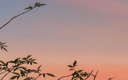 Fine Meditation Music