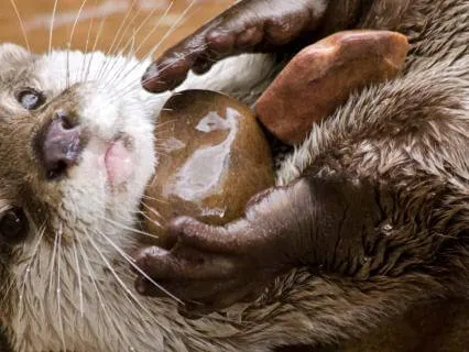 Finnish Folk Magic: Animal Symbolism And Superstitions