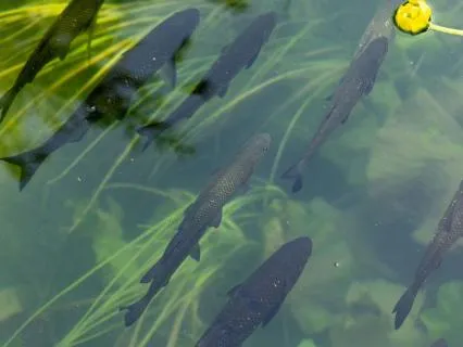 Finnish Folk Magic: Fish Symbolism And Superstitions
