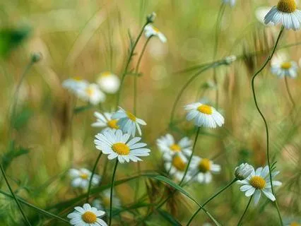 Finnish Folk Magic: Flowers Of The Midsummer Night