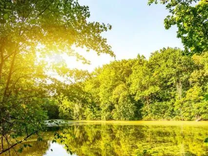 Finnish Folk Magic: Spirit Trees