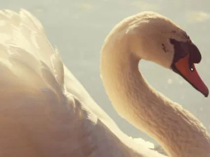Finnish Folk Magic: Wings Over The Ancient Forest