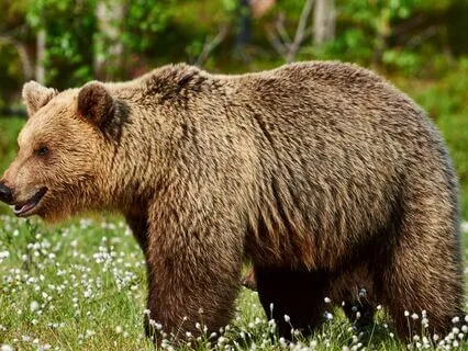 Finnish Folklore: Day Of The Bear