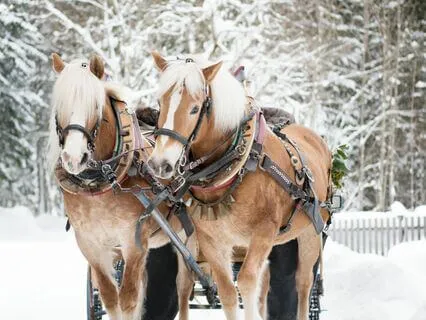 Finnish Folklore: Day Of The Horses