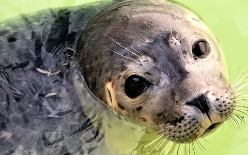 Finnish Mythology: Origin Of The Seal