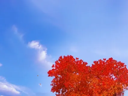 Fire Element: Heart Healing