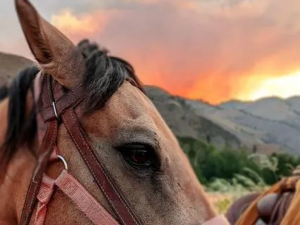 Fire Horse Lunar New Year Meditation