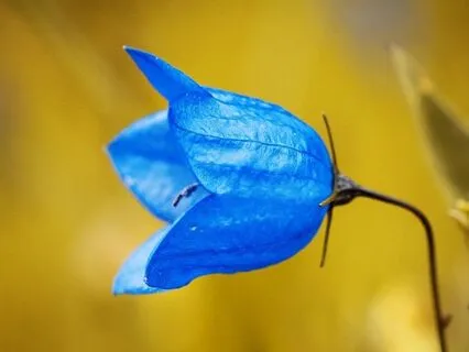 Fire Of Truth: Blue Flame Activation