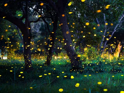 Fireflies
