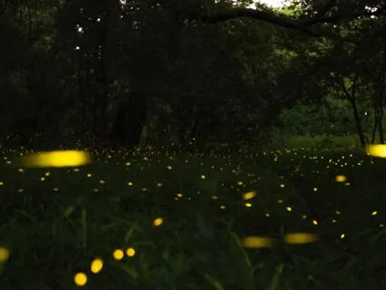 Fireflies Fairies At Night