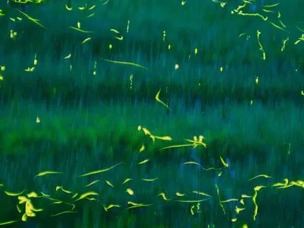 Fireflies Of The Soul