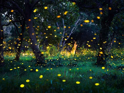 Fireflies On A Summer Sky