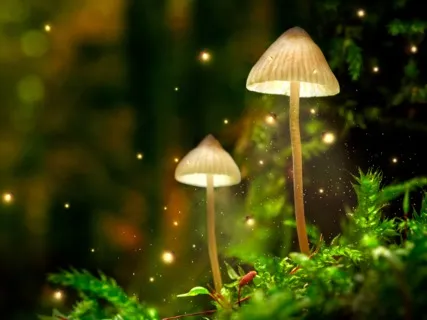 Fireflies  Sound Bath Magic Gardens