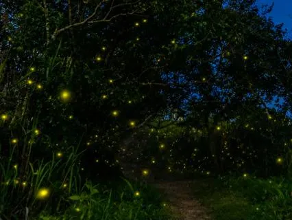 Firefly Glow: Night Nature Music For Awe & Wonder