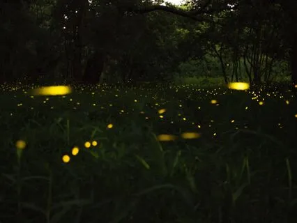 Firefly Sound Healing Journey (Live)