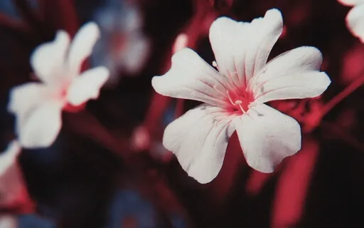 Fireside Fables - Alice In Wonderland - Ch. 1