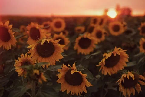 Fireside Fables: Alice In Wonderland - Ch. 3