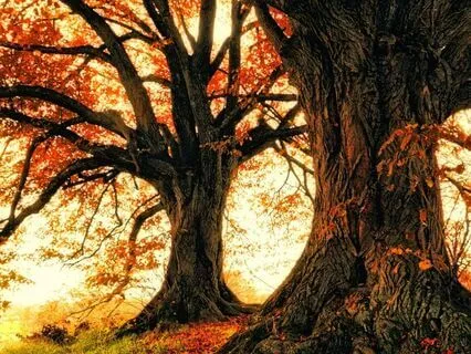 First Abandonment Forgiveness