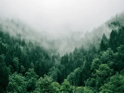 First Bird [Songlark]