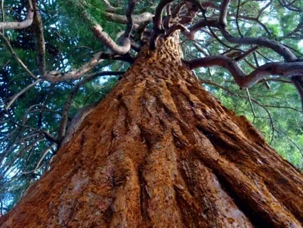 First Chakra Meditation