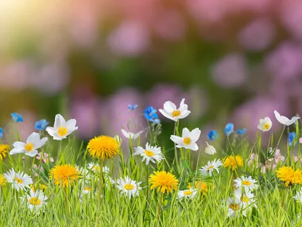 First Foundation Of Mindfulness: Breath And Body