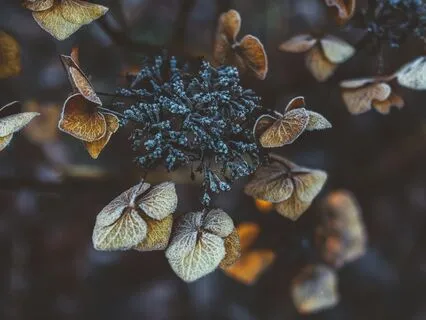 First Frost At The Old Depot Cafe: Cozy Sleepy Journey