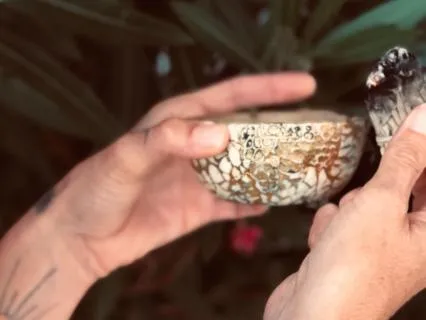 First Yes Of The Year - Imbolc Meditation