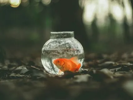 Fish Bowl Meditation