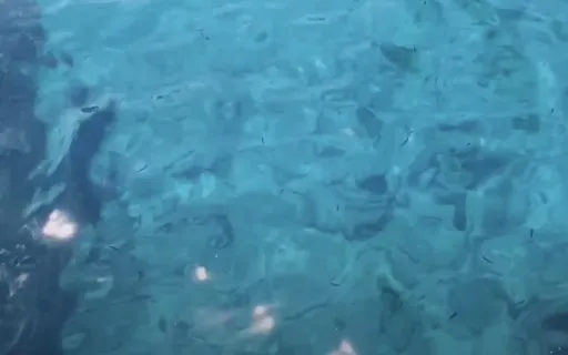 Fish Discover Water Last (A Self Realisation Metaphor)