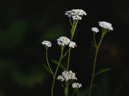 Five Breath Organ Cleanse To Clear Toxins, Painful Memories