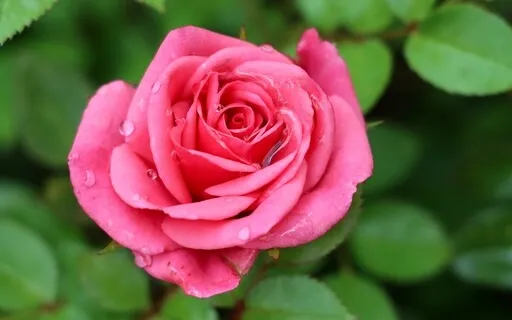 Five Common Blocks In The Heart Chakra Of Your Biz