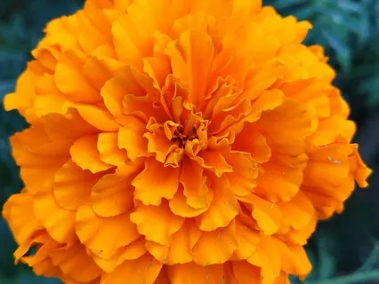 Five Common Blocks In The Sacral Chakra Of Your Biz